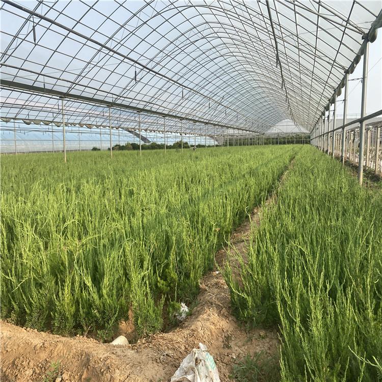 基地直销  小龙柏   小龙柏苗子   龙柏报价
