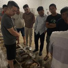 羊肚菌种植技术专家授课 包学包会可重复学习提供营养包制作方法