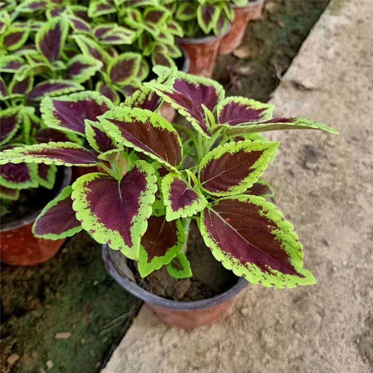 盆栽彩叶草 彩叶草培育基地 青州立腾 彩叶草行情