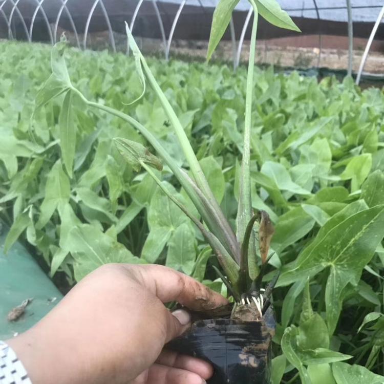 慈菇 山东慈菇基地 慈菇价格