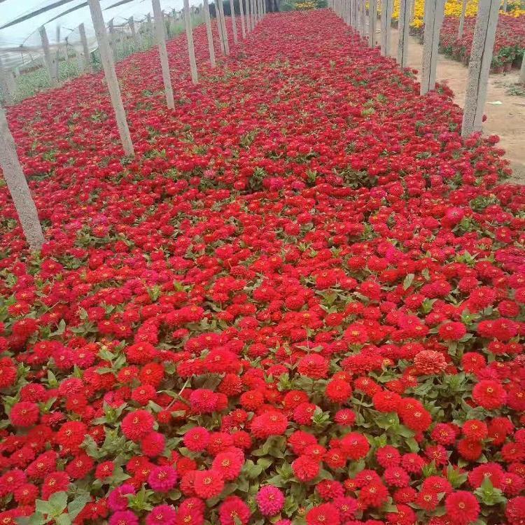 观赏百日草 天一花卉种植户直销  苗圃直销