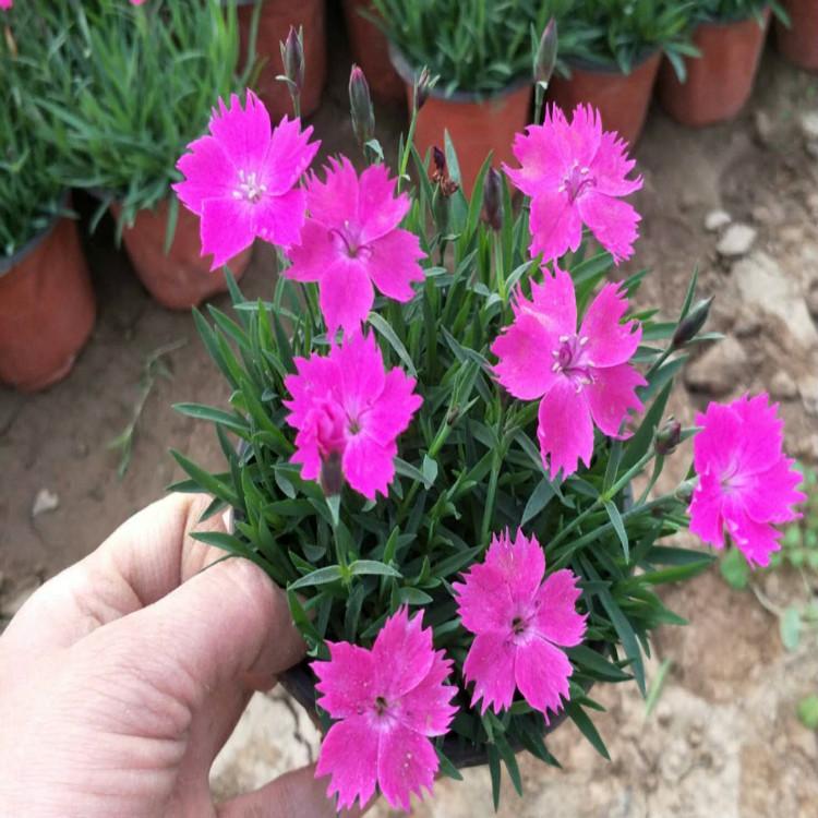 欧石竹宿根草花天一花卉常年种植欧石竹  货源充足