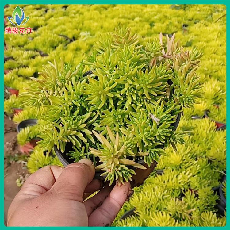 黄金条 金叶佛甲草批发 多年生草本植物 山东腾骏花卉