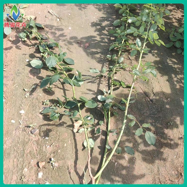 批发大花蔷薇 多种颜色可选 蔷薇种植基地
