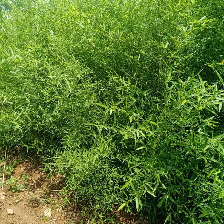 绿化竹子批发   绿化竹子   绿化竹子报价  卓彩