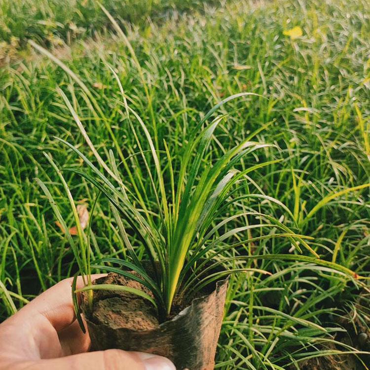 青州麦冬草 金叶麦冬草  黄叶麦冬  量大价优