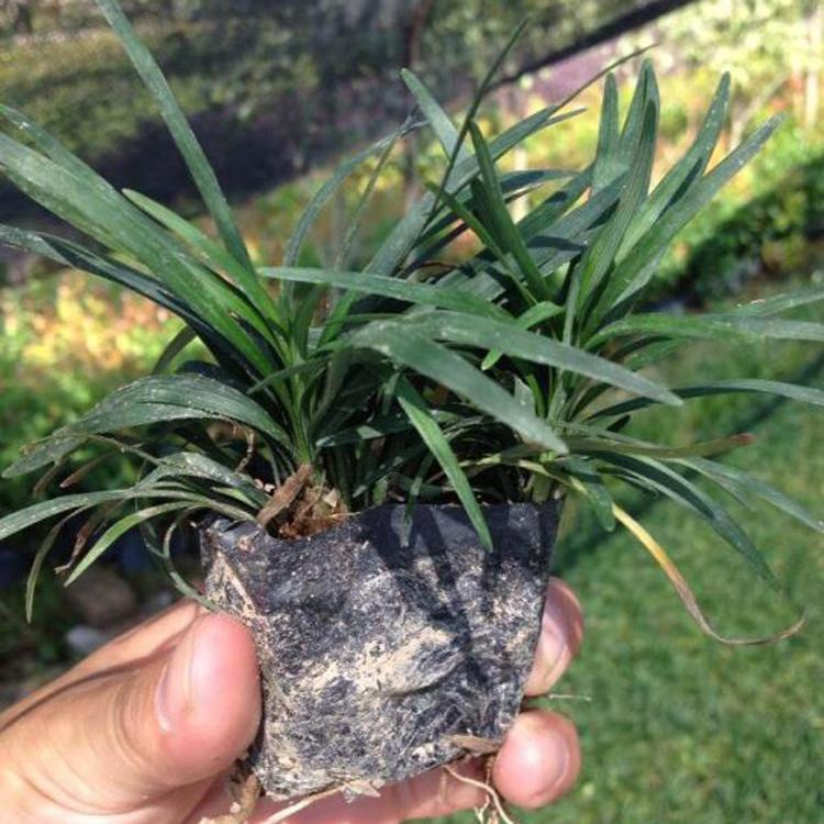 基地大量供应地被植物 矮麦冬 日本矮麦冬 麦冬草小苗