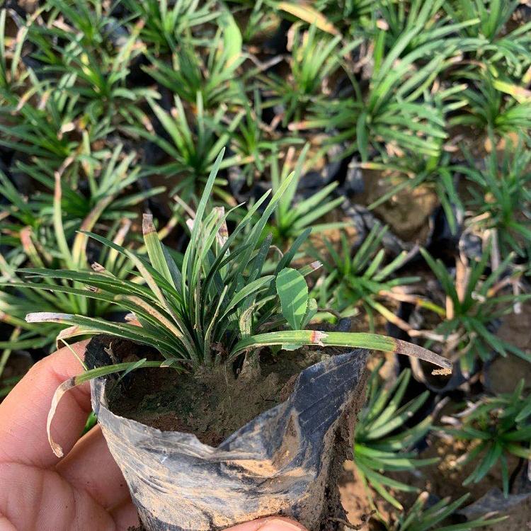 矮麦冬 玉龙草 四季常绿耐寒植物庭院绿化草坪植物