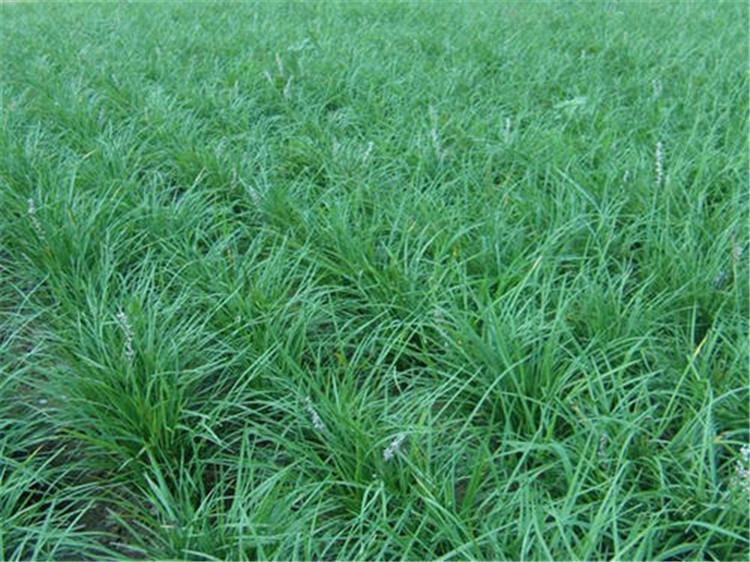 山西玉龙草供应 玉龙草 【海润】地被植物