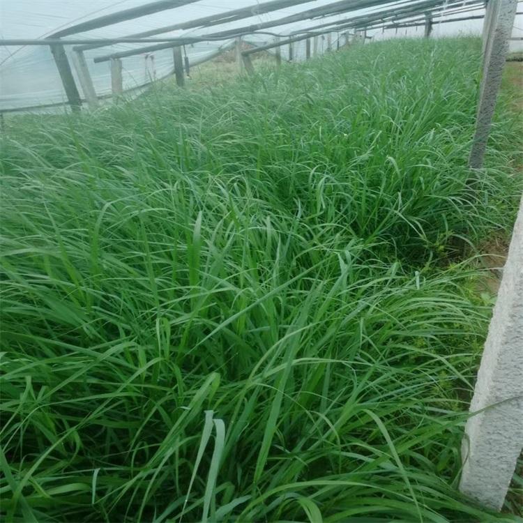 柳枝稷 柳枝稷基地 柳枝稷现货供应