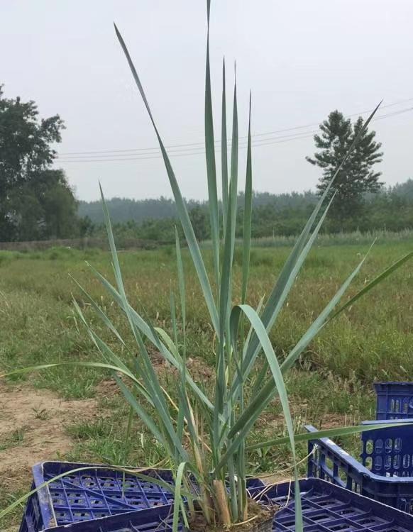 蓝冰麦 蓝冰麦基地 山东蓝冰麦直供