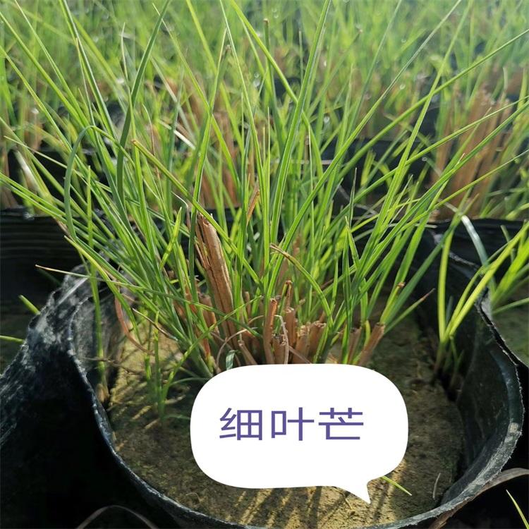 细叶芒 细叶芒供应 青州细叶芒基地