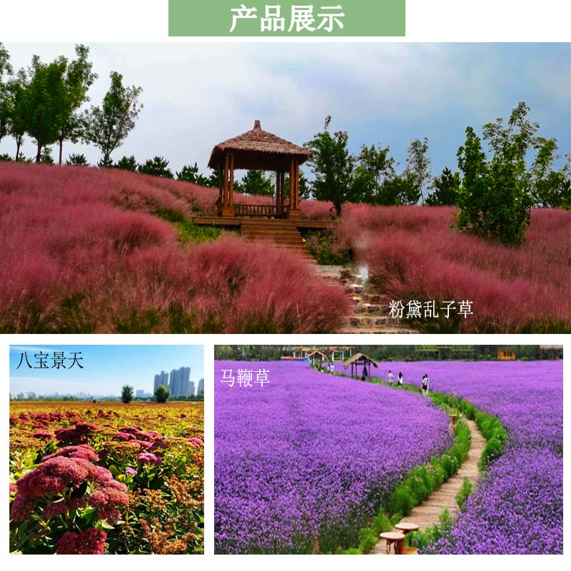 宿根花卉 宿根花卉品种 夏杰花卉基地