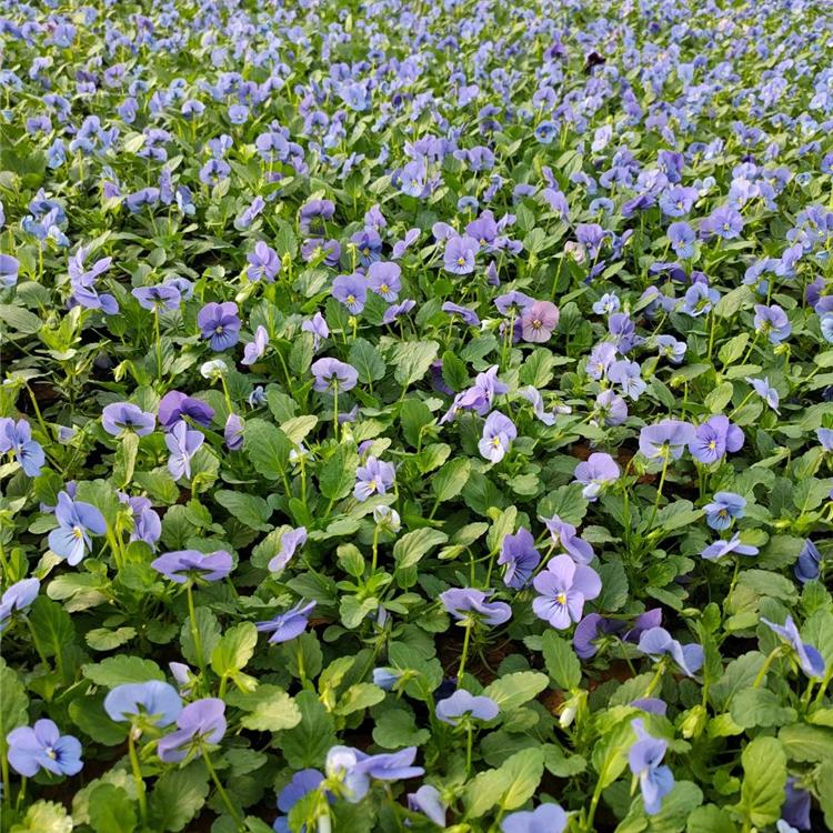 观花三色堇 山东三色堇 三色堇种植