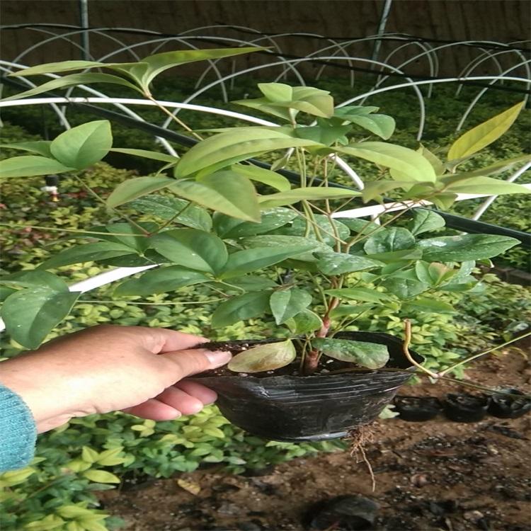 火焰南天竹 山东火焰南天竹基地 火焰南天竹批售