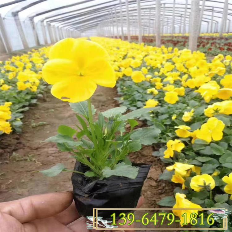 红黄紫蝴蝶梅小苗 三色堇种植基地 耐寒花卉猫脸花