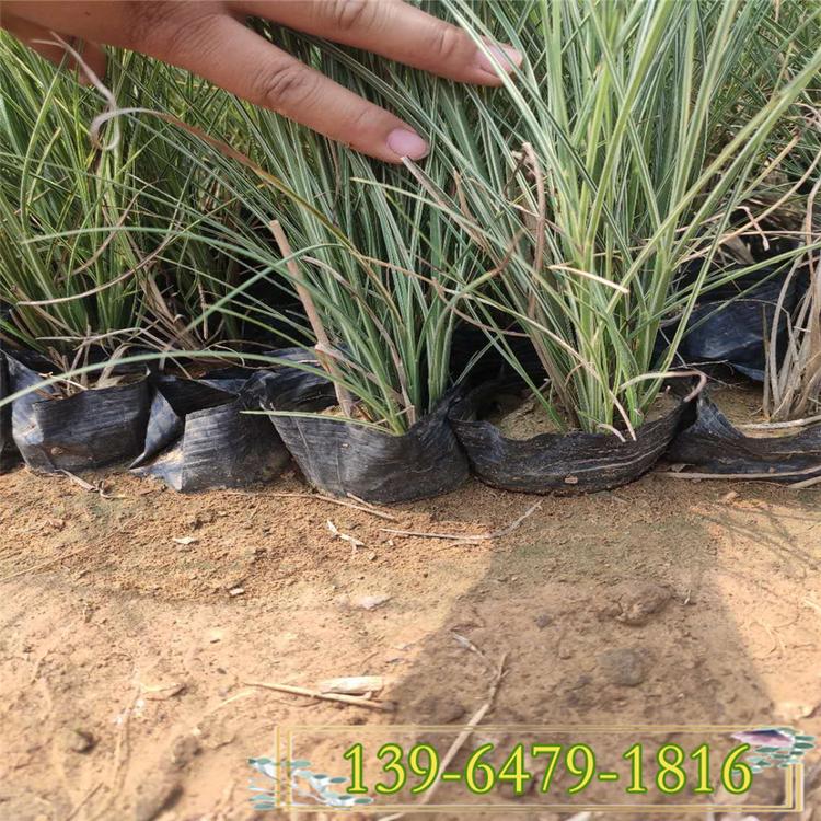 供应晨光芒小苗 花叶芒 不规则斑纹白绿相间观赏草批发基地
