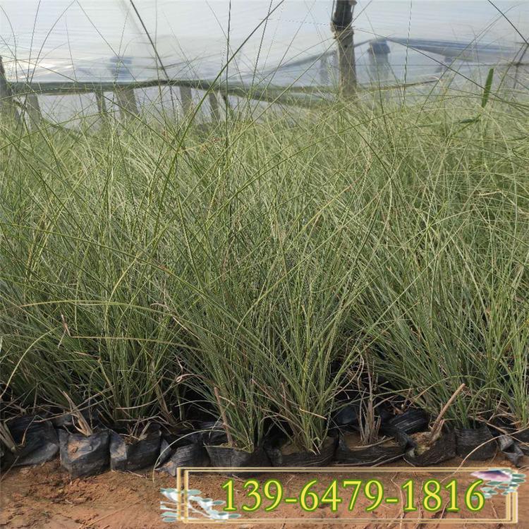 晨光芒草 绿化工程用苗 晨光芒种植基地