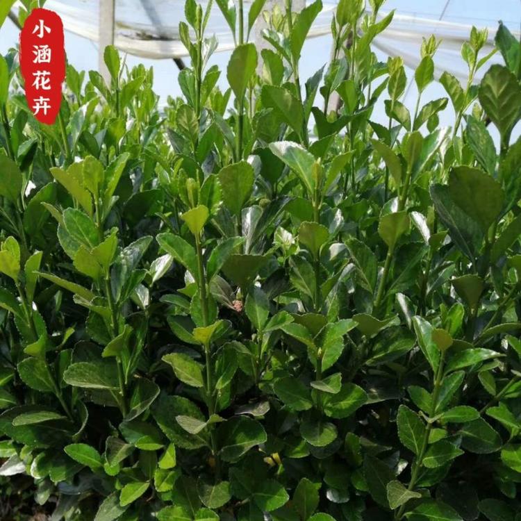 潍坊大叶黄杨价格  冬青价格  优质大叶黄杨  小涵花卉