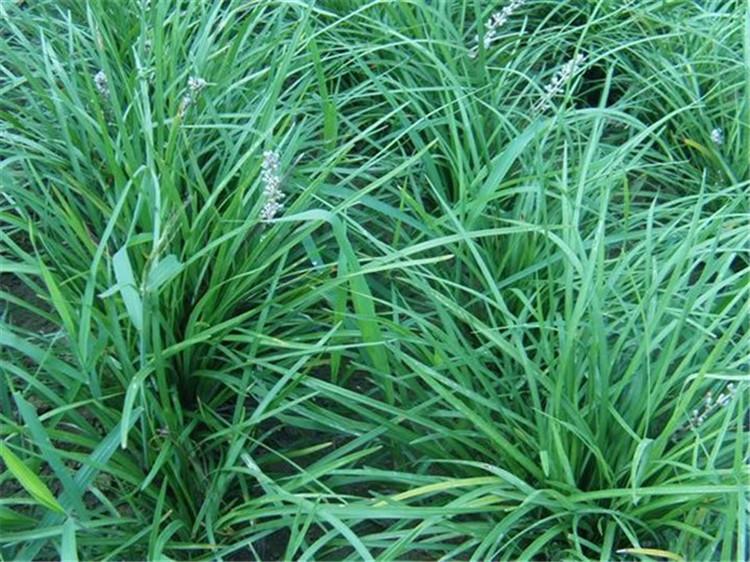 山西矮麦冬地栽苗 矮麦冬 【海润】水生植物
