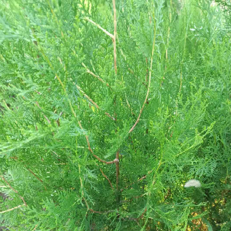 2米侧柏土球苗供应 苗圃现挖 粗壮好苗