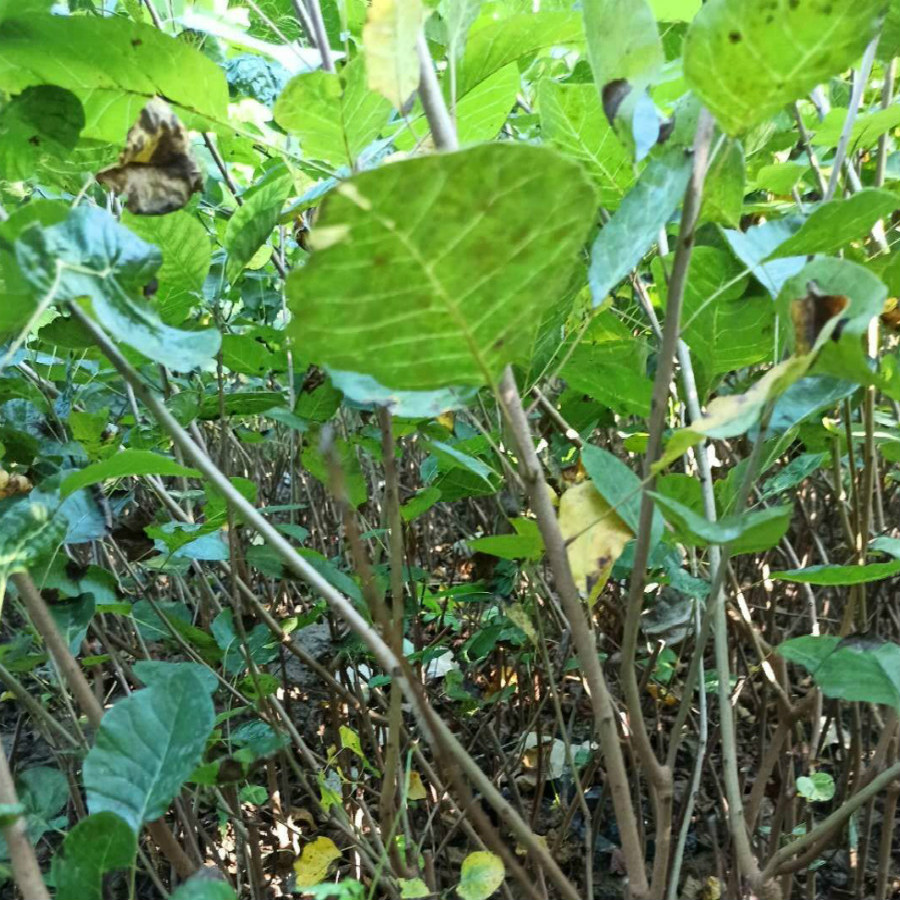 秋季供应黄栌苗 黄栌批发价格 大量提供