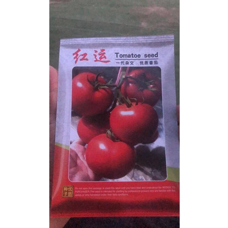 潍坊直销大红果西红柿种苗  抗褪绿口感好西红柿种苗 运输方便