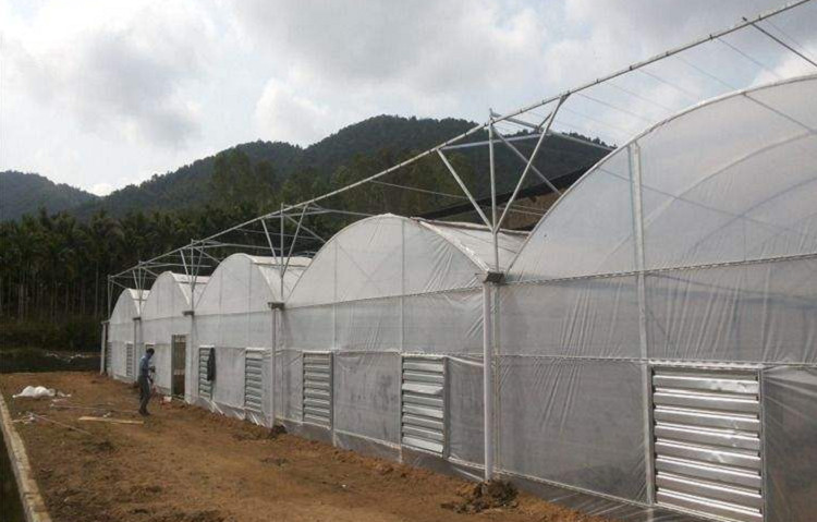建设薄膜连栋温室 连栋温室大棚 连栋温室大棚 蔬菜大棚
