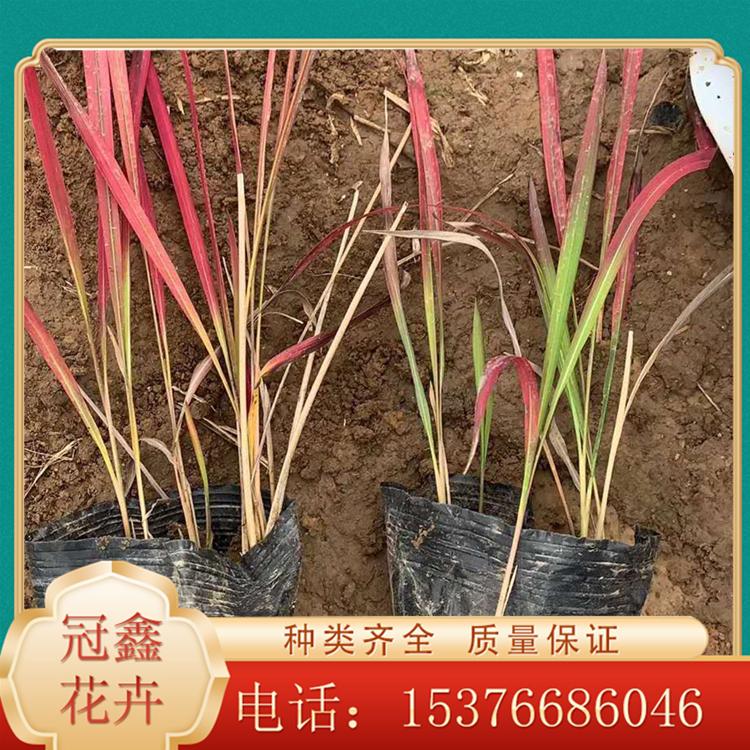 日本血草出售 日本血草销售价格 日本血草报价