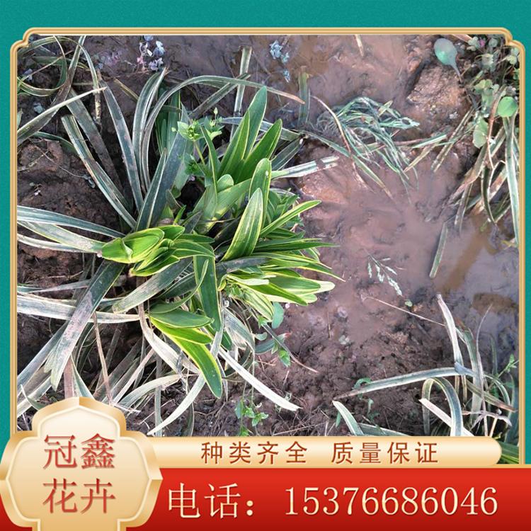金边麦冬供应基地 金边麦冬 金边麦冬价格