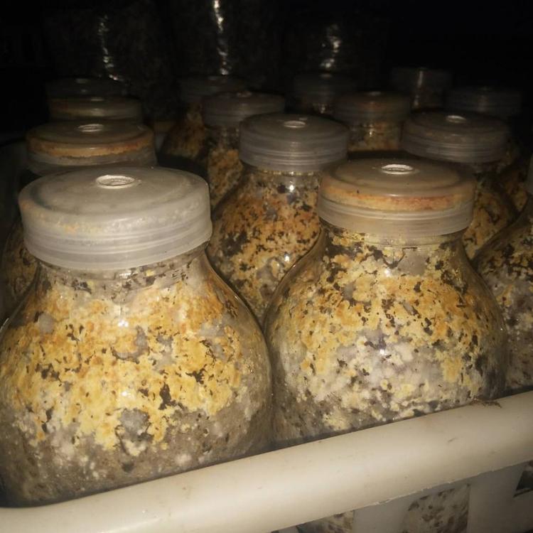 优选六妹系列羊肚菌原种栽培种 适应性强成活率高 亩用2000元赠送营养包制作配方