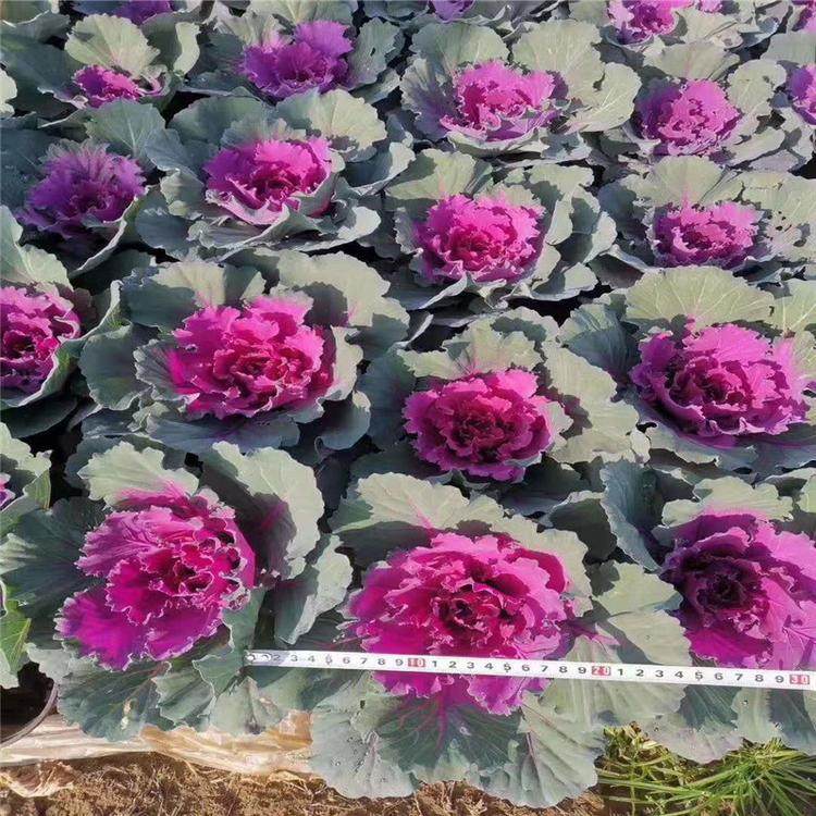 北方抗冻草花羽衣甘蓝基地 冬季草花羽衣甘蓝报价