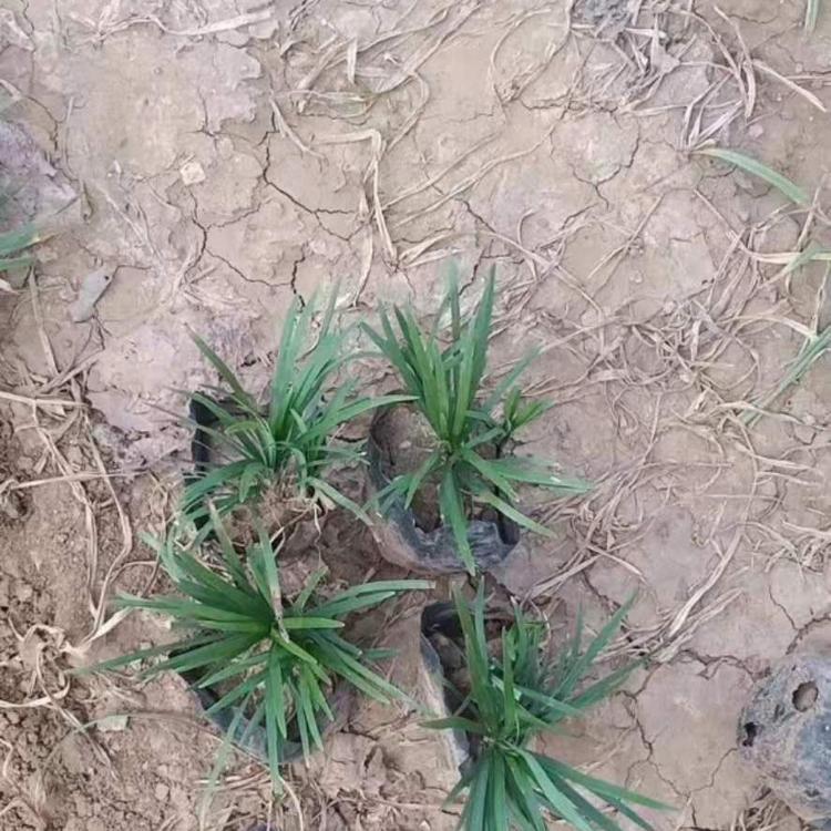 日本矮麦冬批发商 地被矮麦冬小苗价格——顺和花卉