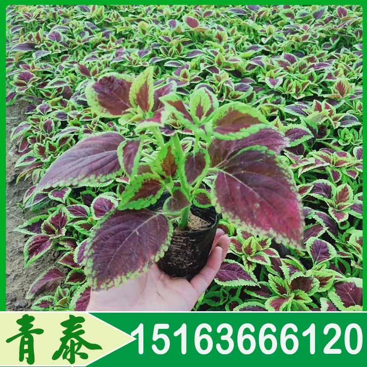 苗圃直供彩叶草 彩叶草供应商 青泰花卉供应