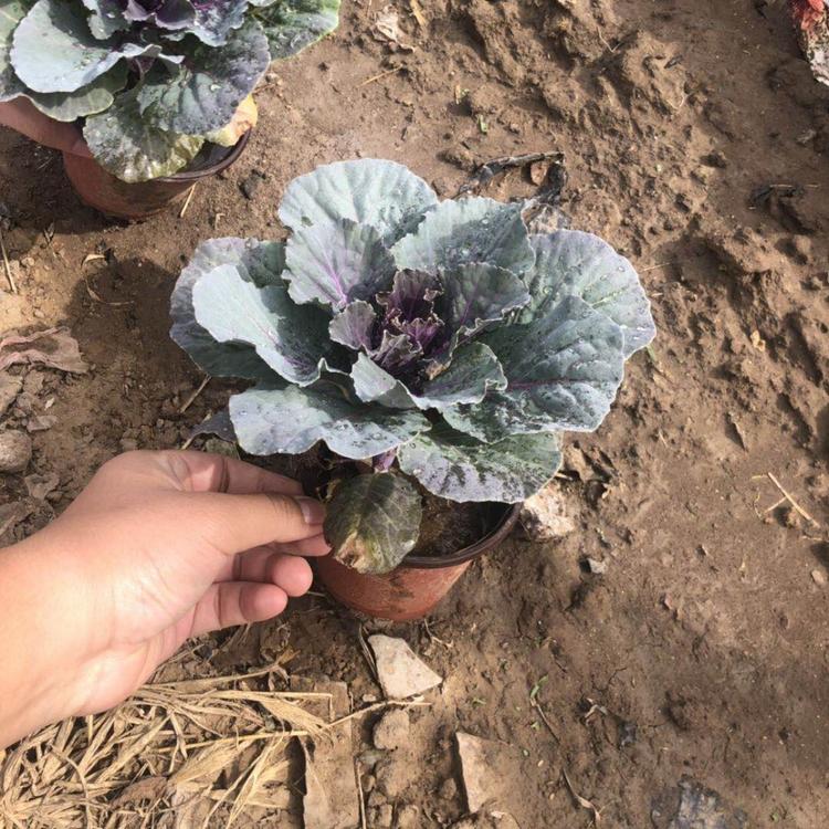 羽衣甘蓝批发   羽衣甘蓝种植基地  羽衣甘蓝报价