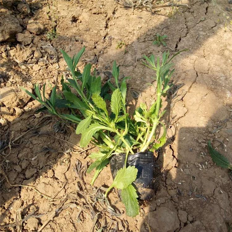 四季开花 长春花  欢迎垂询