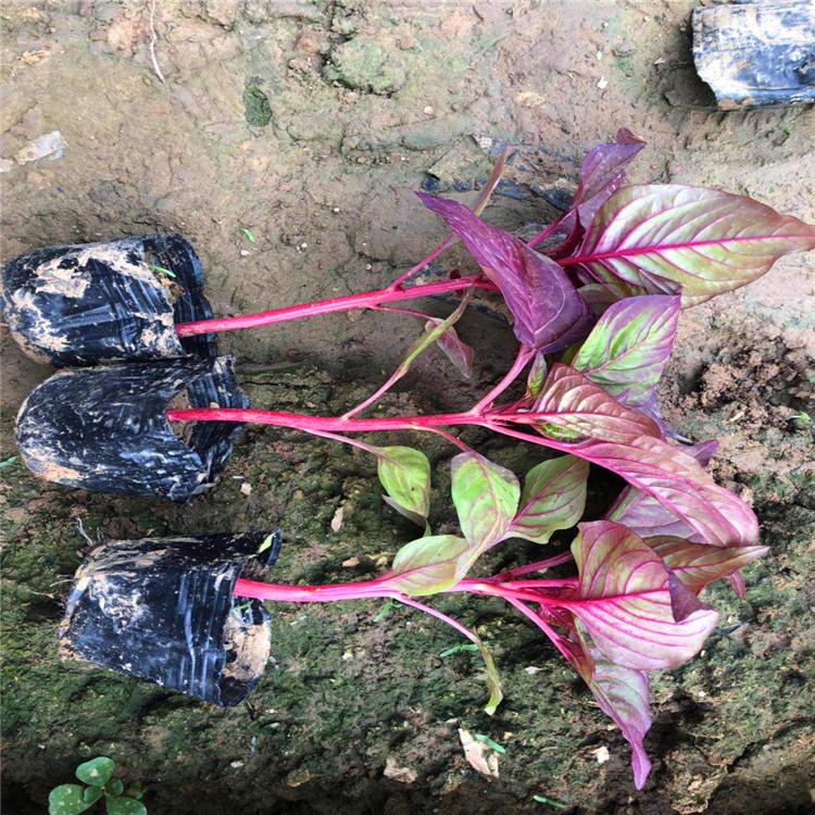 华硕花卉  精品鸡冠花种植基地  鸡冠花小苗价格   鸡冠花大量出售