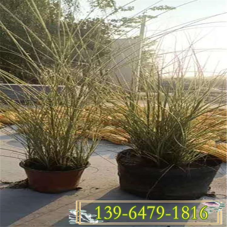 常年批发水生植物 晨光芒幼苗 量大从优 晨光芒盆苗价格