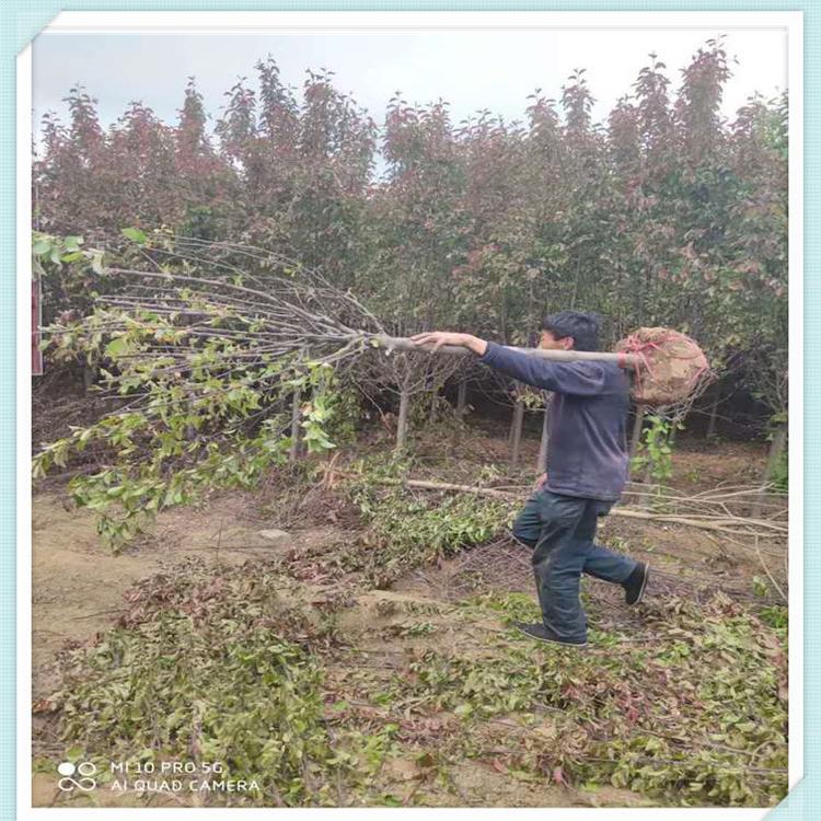 质量好海棠树 海棠树基地 销售北美海棠