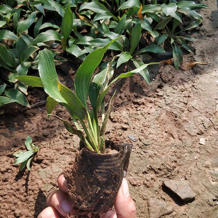 自产自销 紫花玉簪 玉簪价格