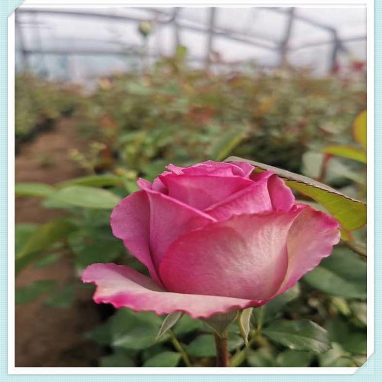 苗圃直供 大花月季供应 大花月季绿化苗
