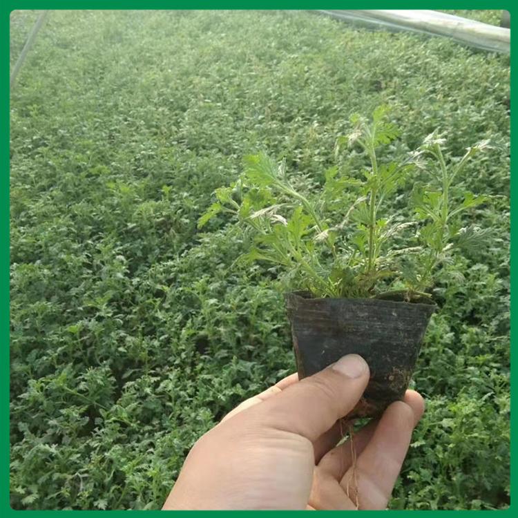 基地种植美女樱 美女樱出售 美女樱花苗
