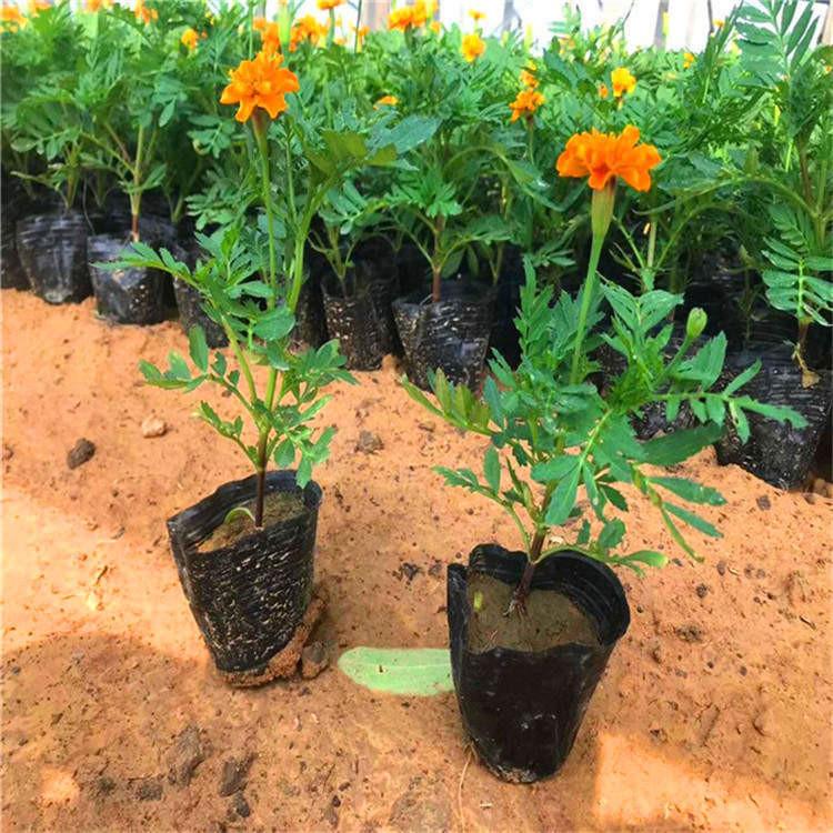 花坛用孔雀草  孔雀草种植基地  孔雀草批发报价