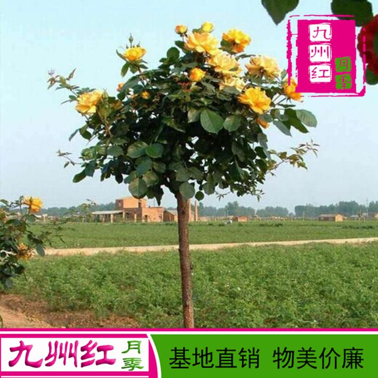 树状月季批发 棒棒糖树状月季树 树状月季基地 九州红月季
