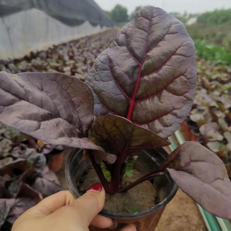 红叶甜菜价格  红叶甜菜小苗