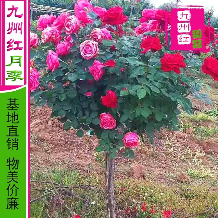 树状月季批发 棒棒糖树状月季树 多年生月季树批发 九州红月季