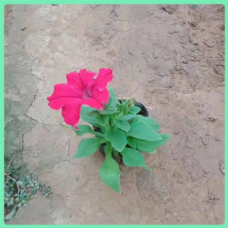 盆栽矮牵牛种植 多花色矮牵牛直销基地 矮牵牛量优惠