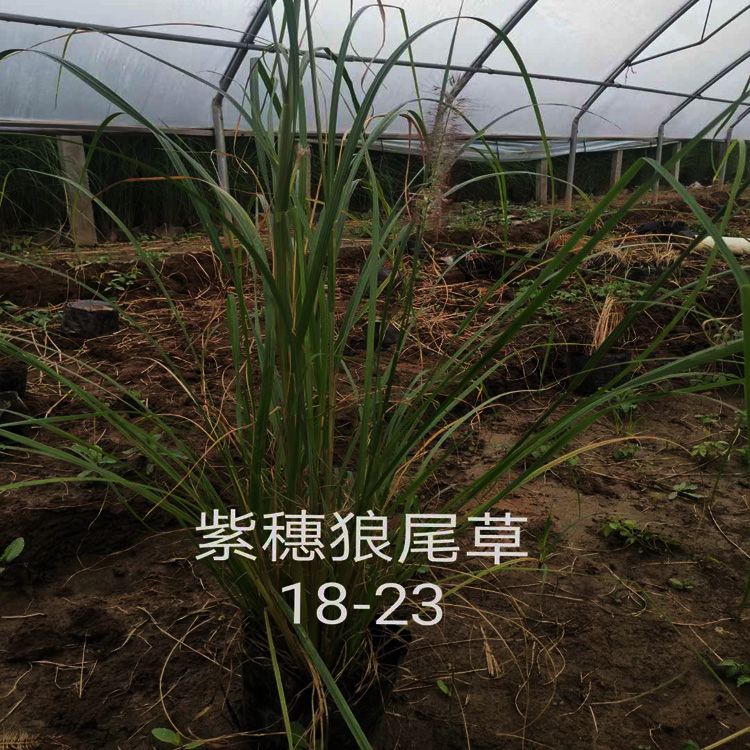 青州狼尾草价格 狼尾草批发 观赏草种植基地