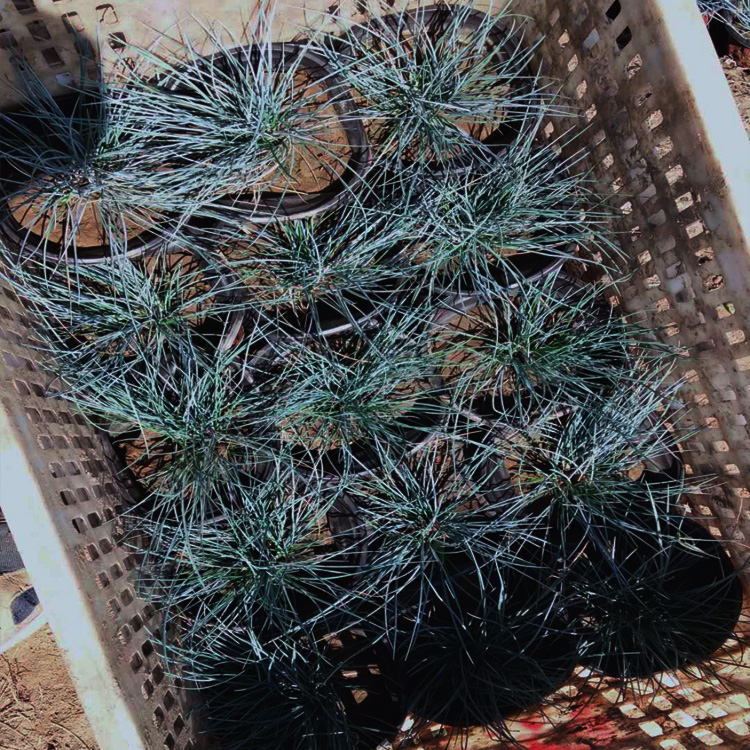 供应蓝羊茅 蓝羊茅小苗批发 蓝羊毛供货商 夏杰观赏草种植基地