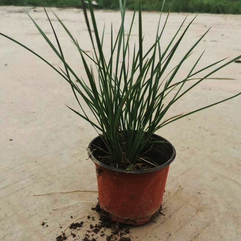 矮蒲苇价格 矮蒲苇种植厂家  夏杰观赏草基地